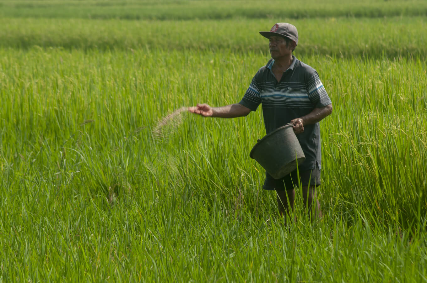 National Seed Corporation delays supply of green manure seeds