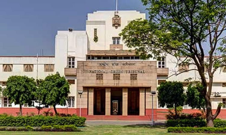 NGT directs environment ministry to develop guidelines for the plywood industry
