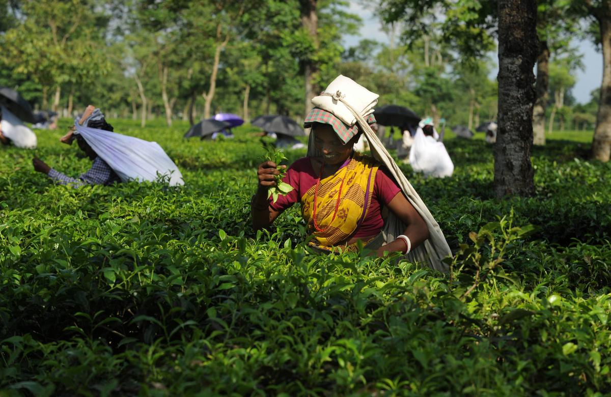 Darjeeling Tea Industry Faces Deepening Crisis, Threatening Its Survival