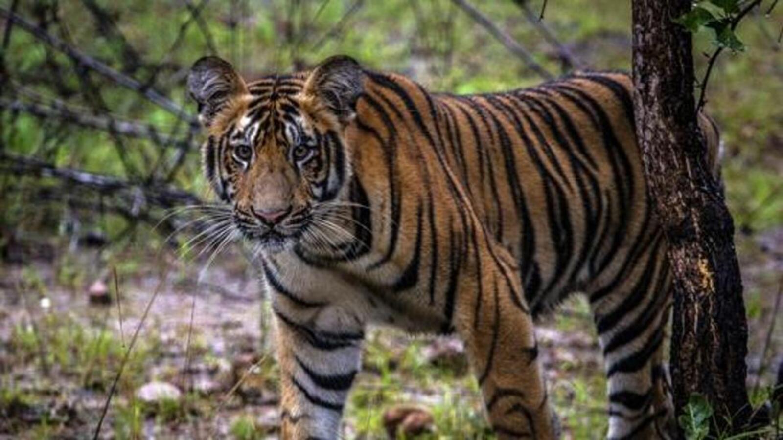 Tiger captured just hours after killing woman and injuring another
