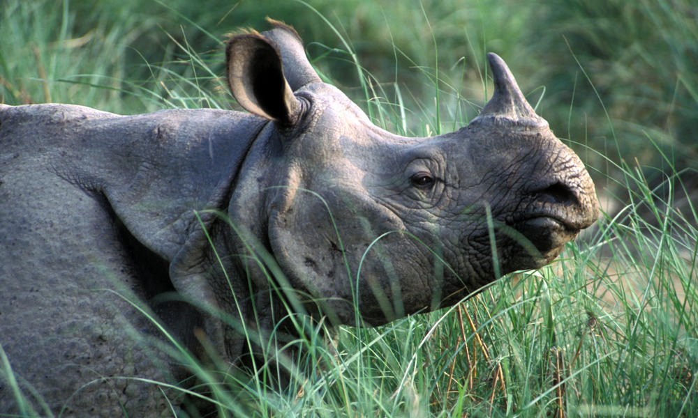 The Land of One Horn Rhino- Assam
