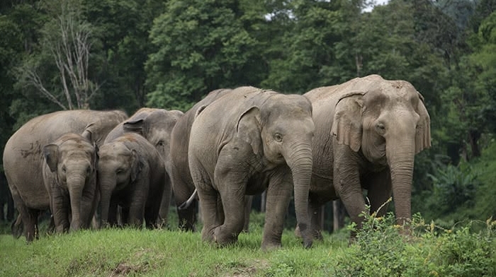 Elephants Return to Sonai Rupai Wildlife Sanctuary After Forest Encroachments Are Cleared